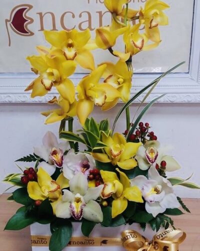 ORQUIDEAS "CHIC"