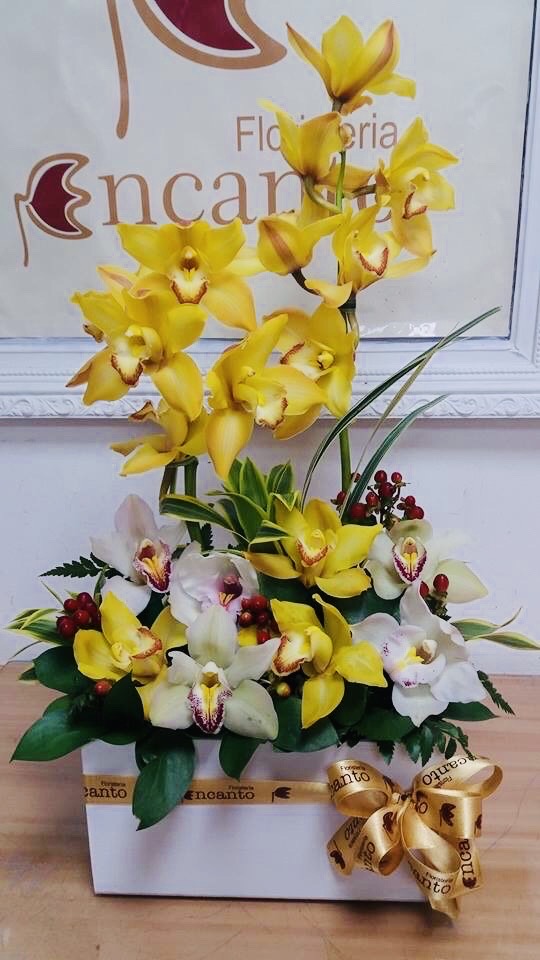 ORQUIDEAS "CHIC"
